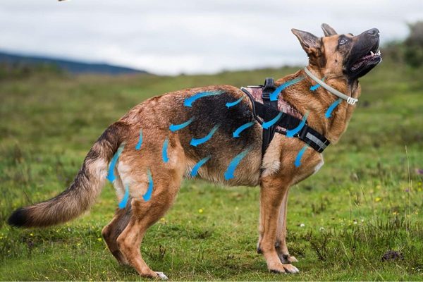 Antimanchas para Perros y Gatos: ¡Elimina las Manchas y Olores de Manera Eficaz! - Imagen 2